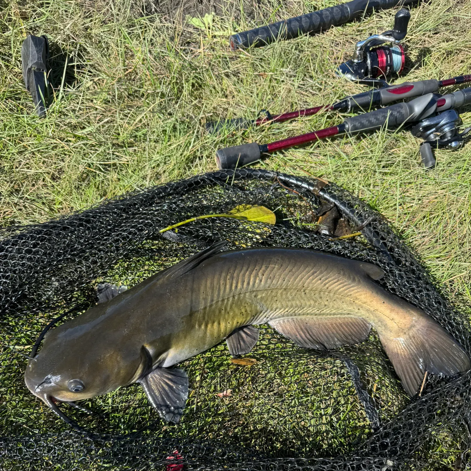 Channel catfish caught on Fishbrain