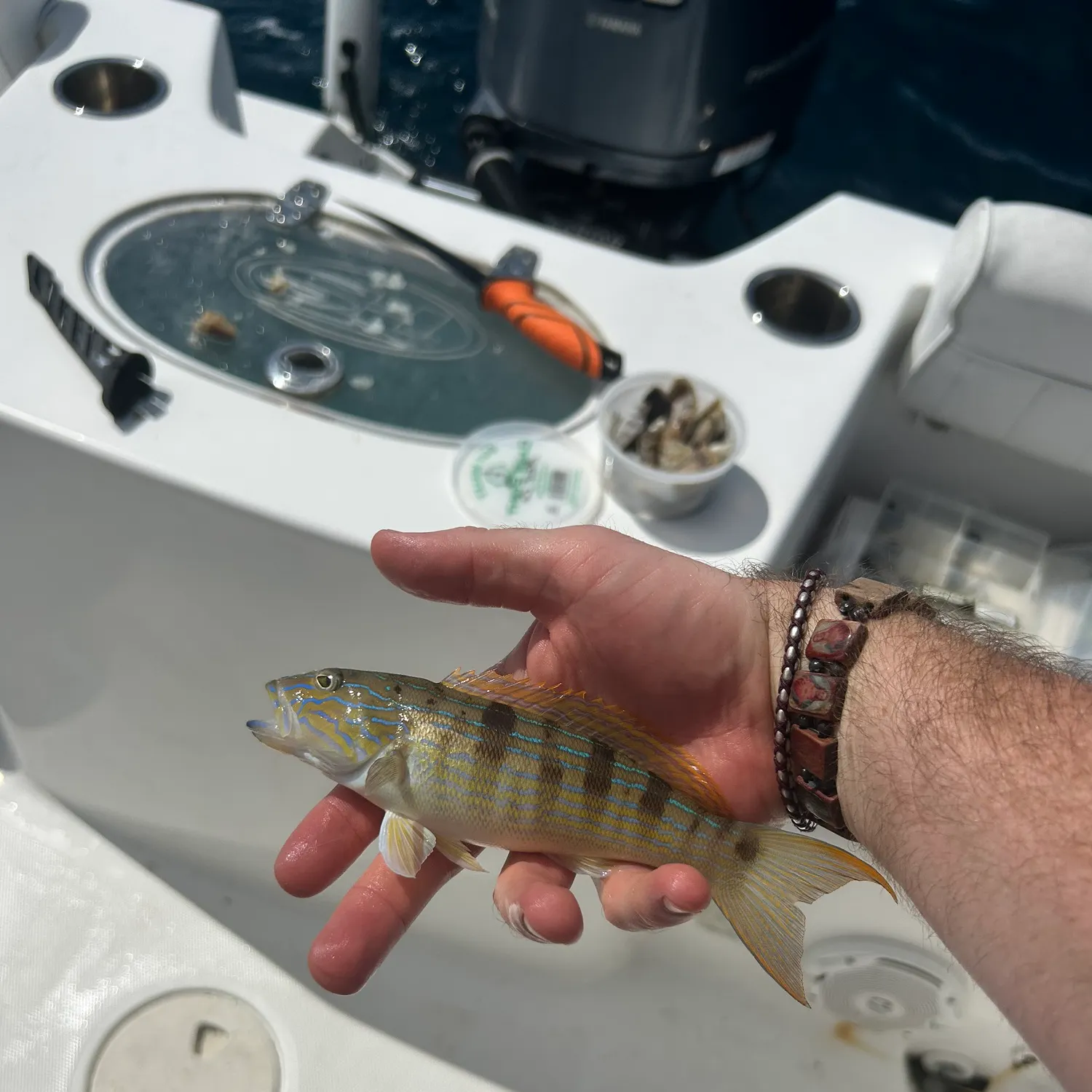 Sand perch caught on Fishbrain