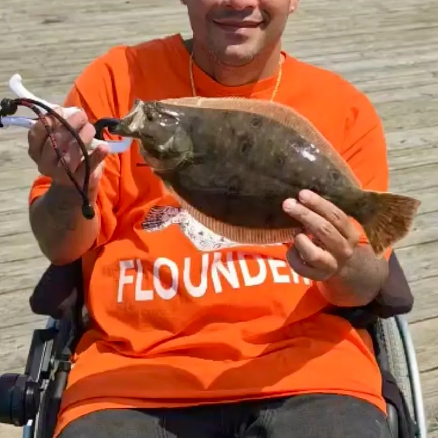 The most recent Summer flounder catches on Fishbrain