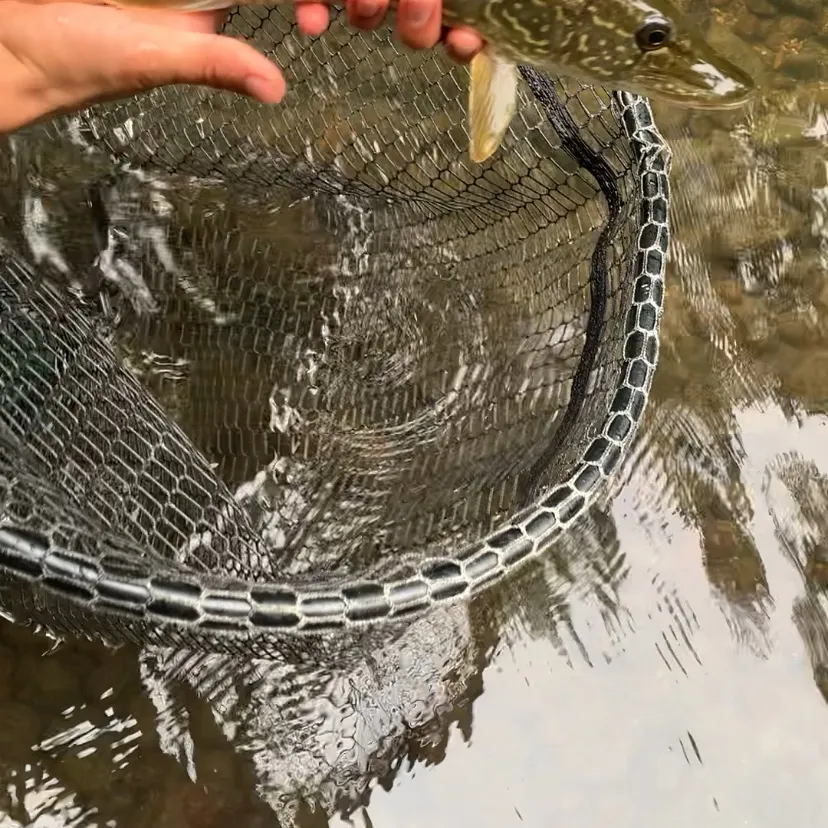 Northern pike caught on Fishbrain