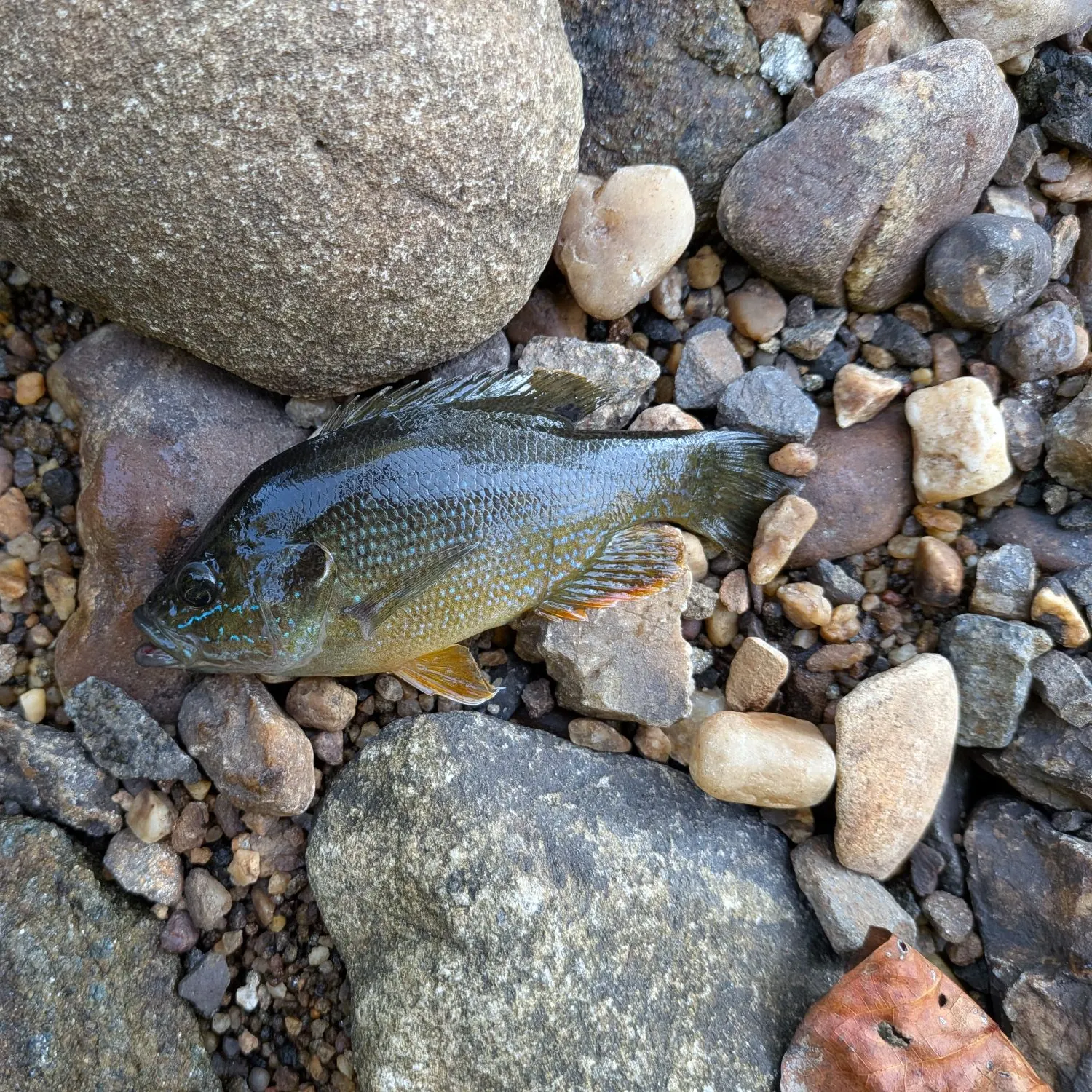 Green sunfish caught on Fishbrain
