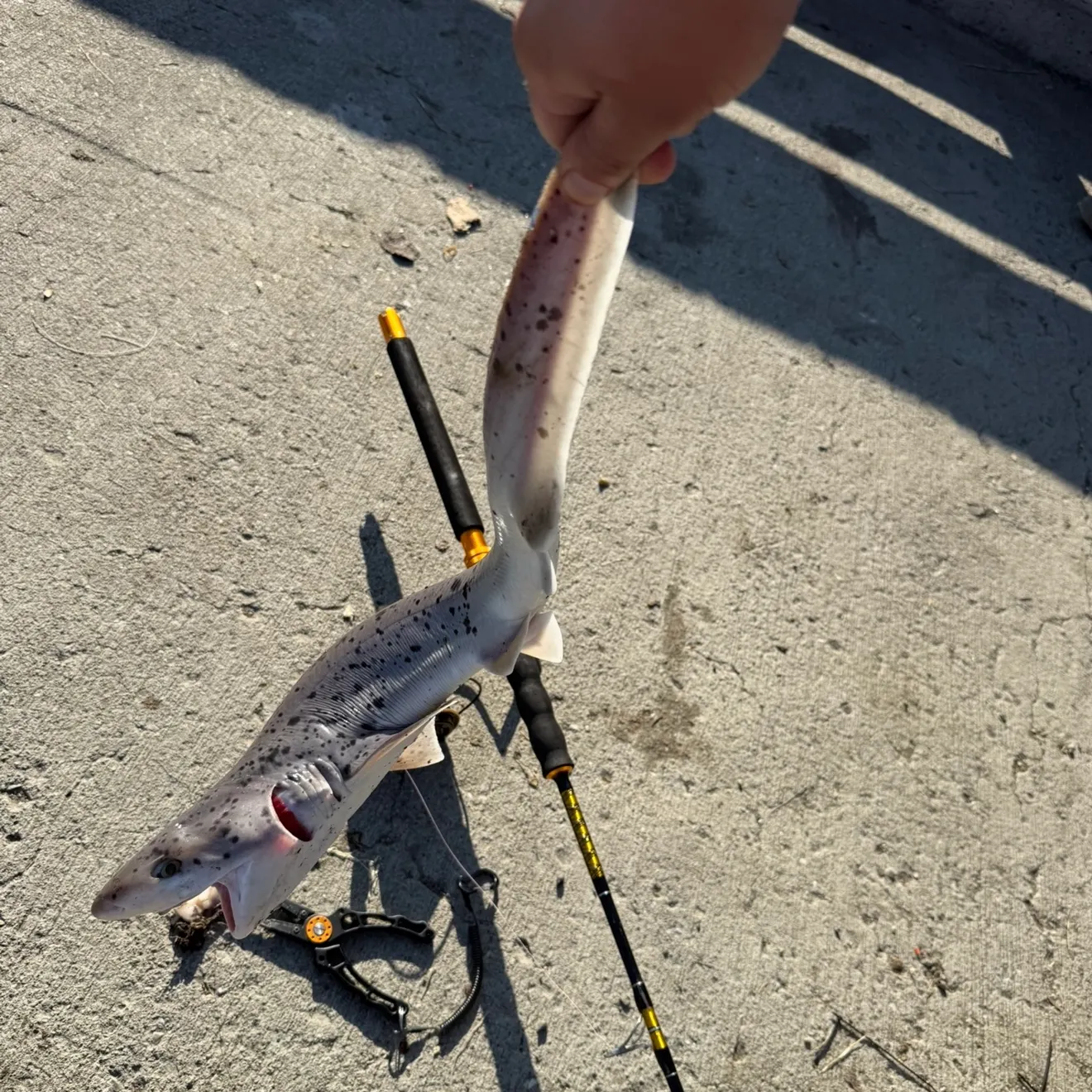 The most recent Broadnose sevengill shark catches on Fishbrain