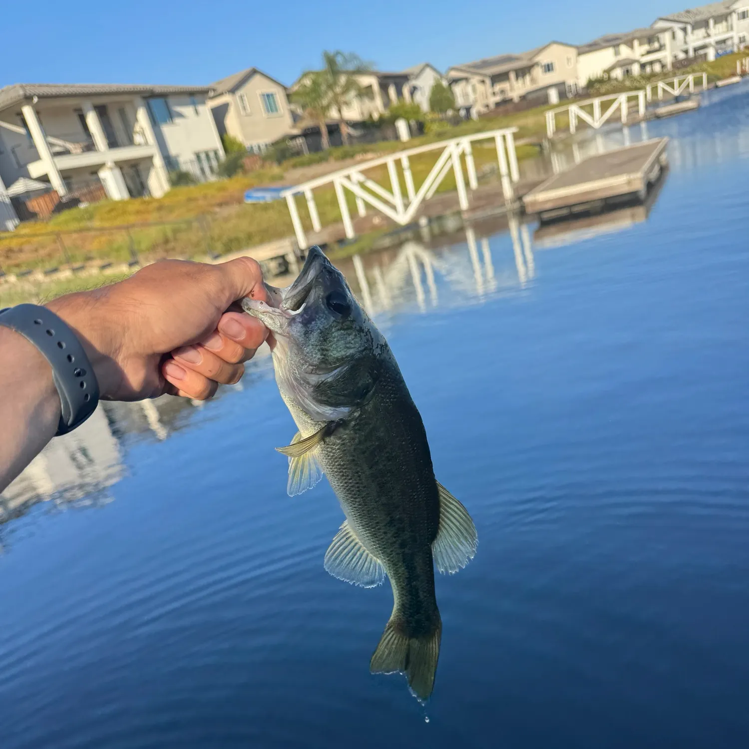 Largemouth bass caught on Fishbrain