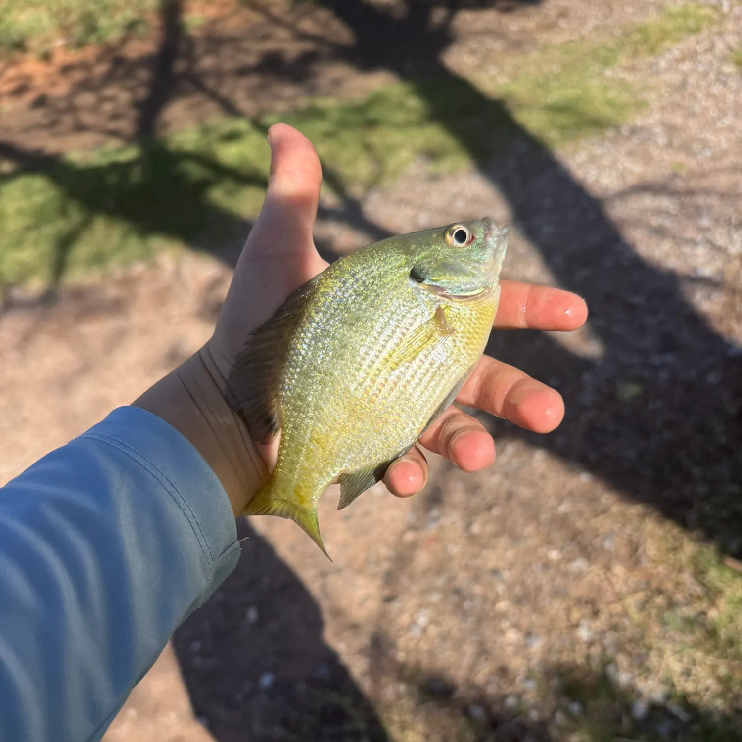 Bluegill caught on Fishbrain