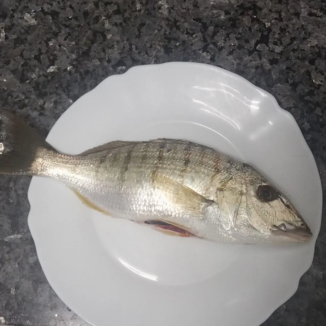 The most recent Striped seabream catches on Fishbrain