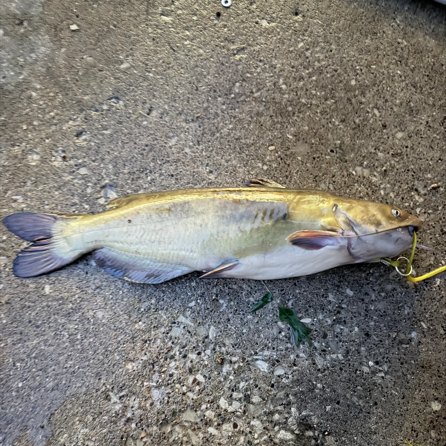 The most recent Flathead catfish catches on Fishbrain