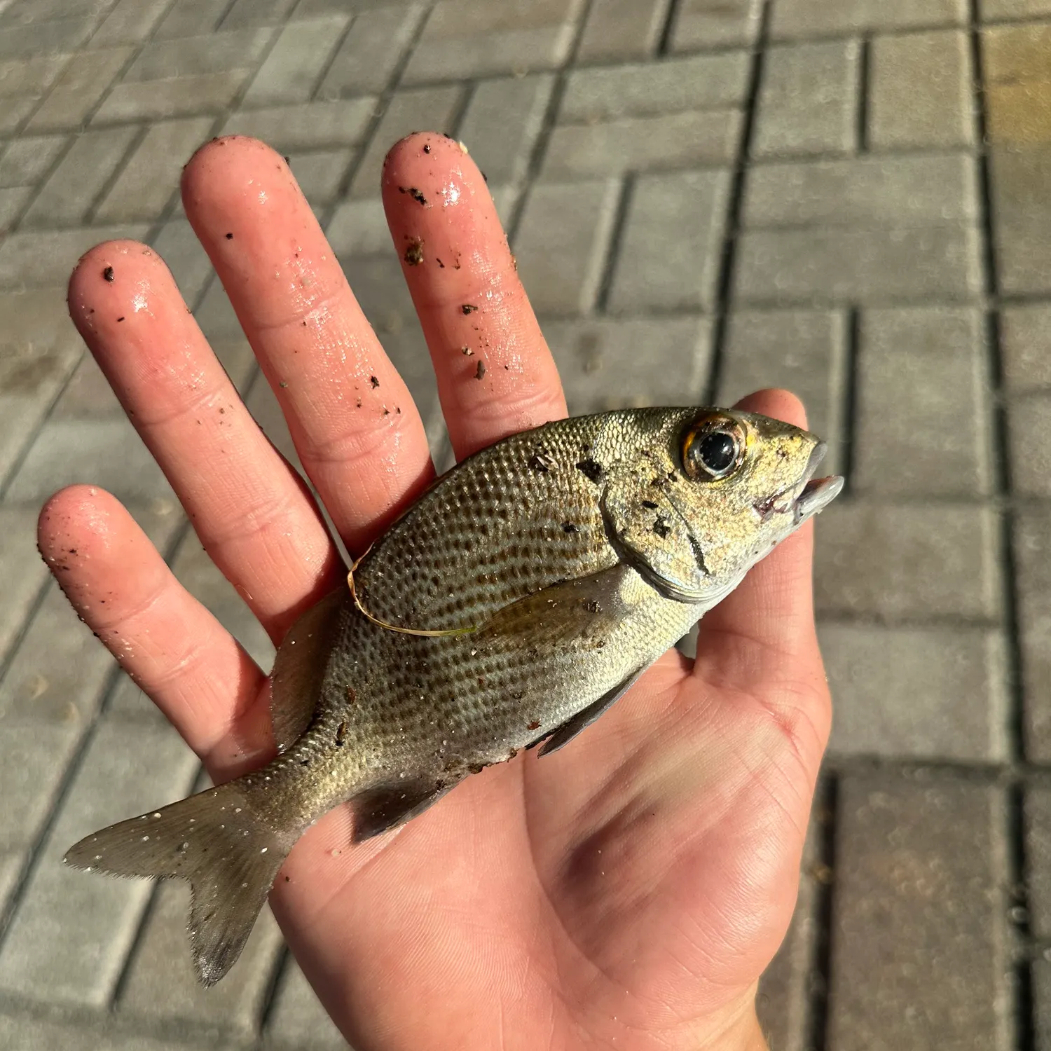 The most recent Goldlined seabream catches on Fishbrain