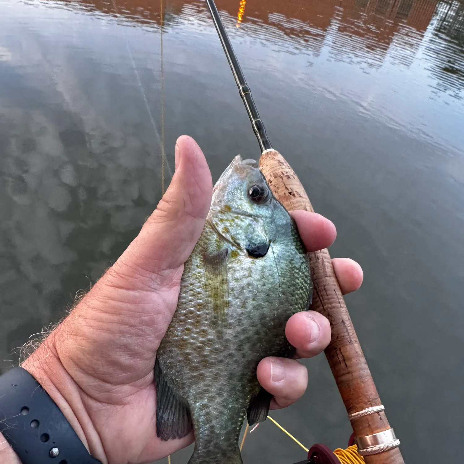 Greengill hybrid caught on Fishbrain