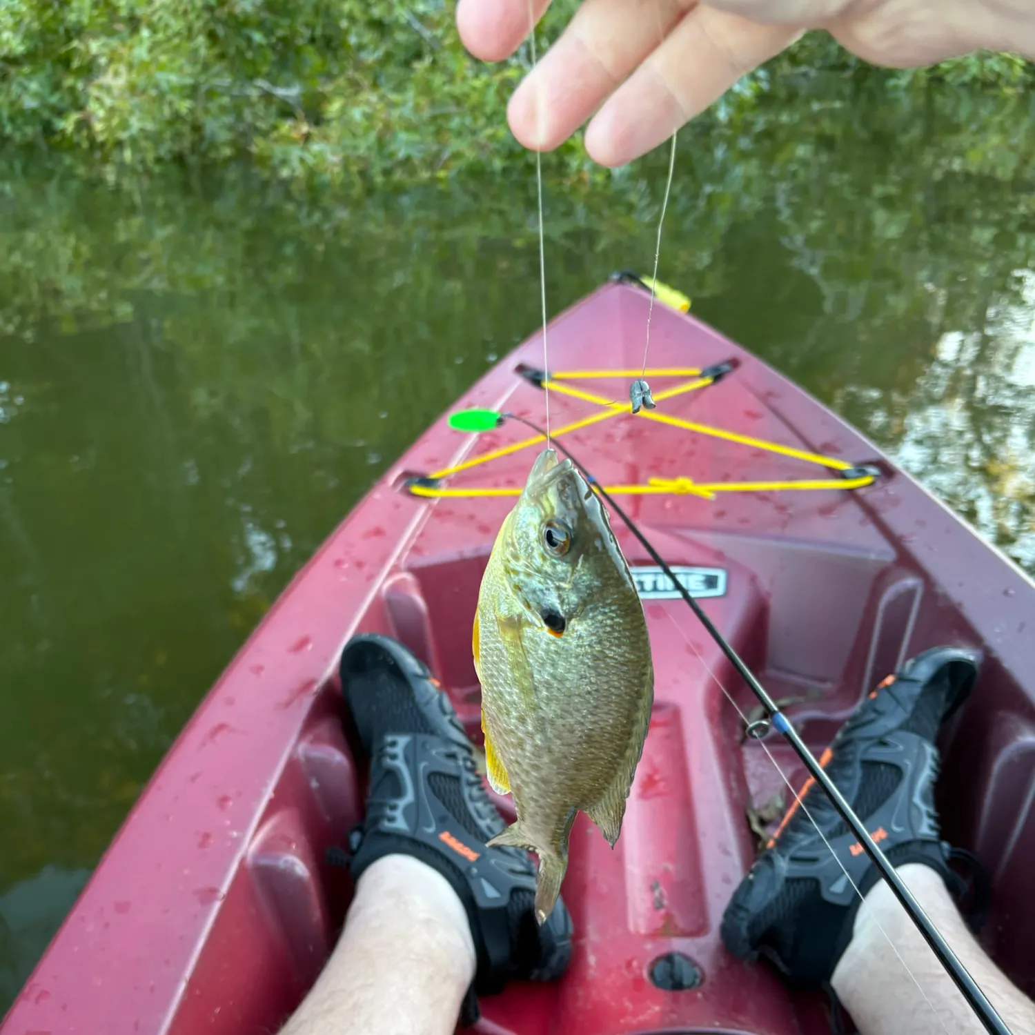 Redear sunfish caught on Fishbrain