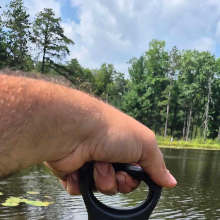 Black bullhead caught on Fishbrain