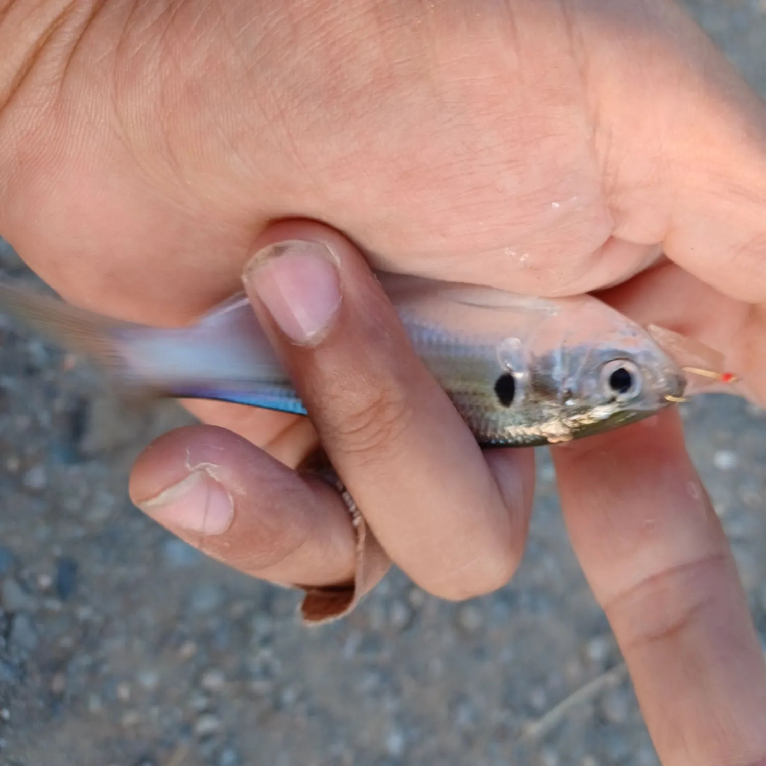 The most recent Threadfin shad catches on Fishbrain