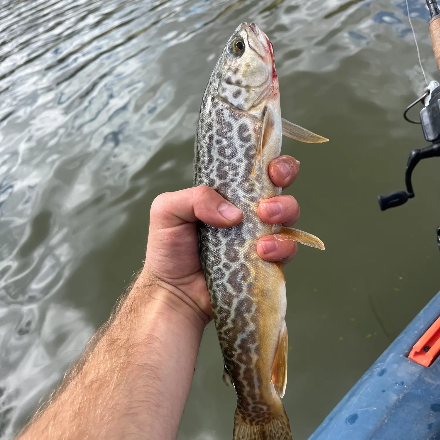 Tiger trout caught on Fishbrain