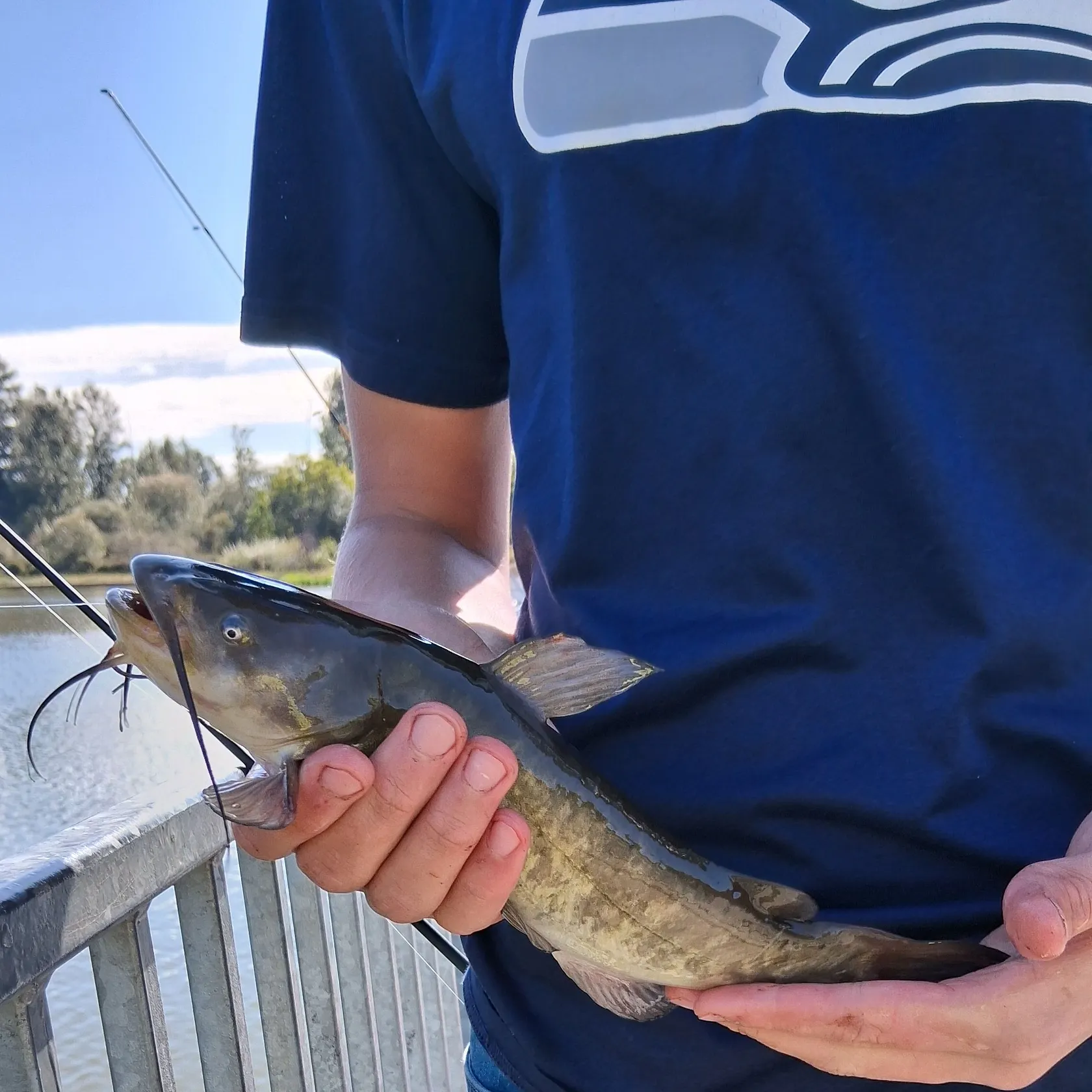 Brown bullhead caught on Fishbrain