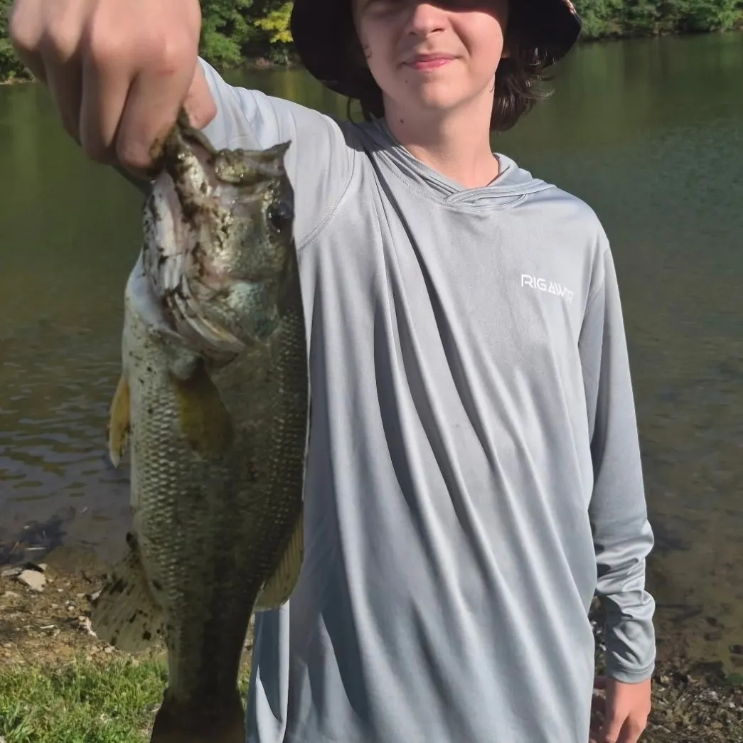 Largemouth bass caught on Fishbrain