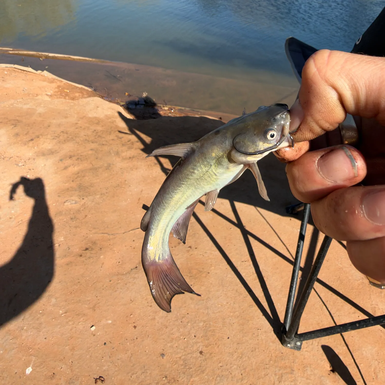Black bullhead caught on Fishbrain