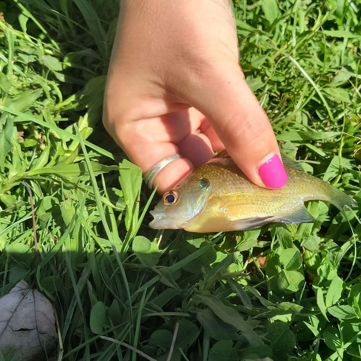 Bluegill caught on Fishbrain