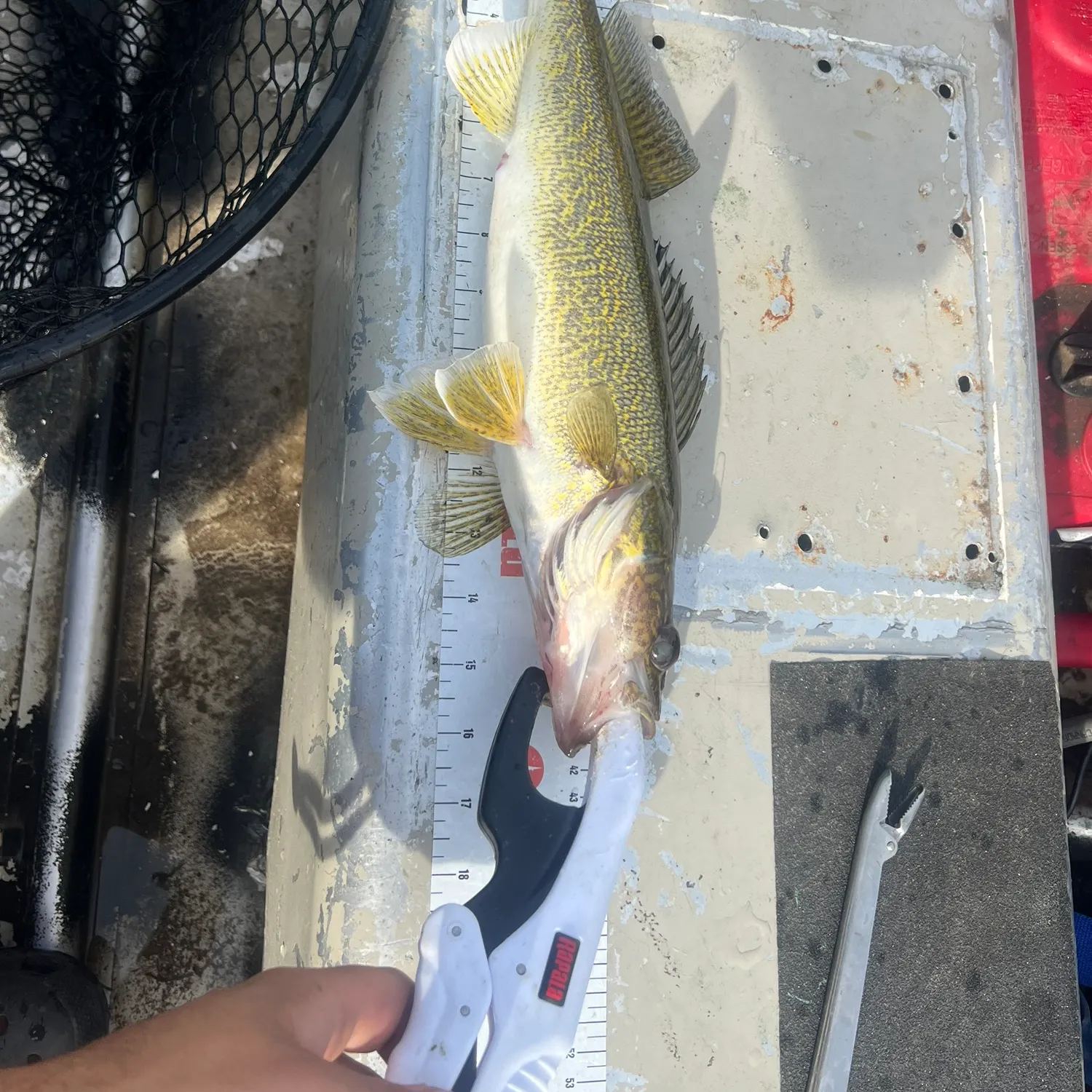 Walleye caught on Fishbrain