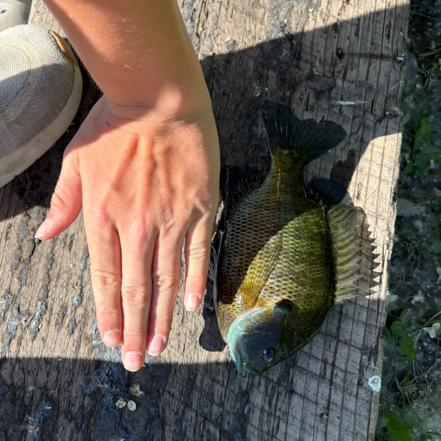 catch