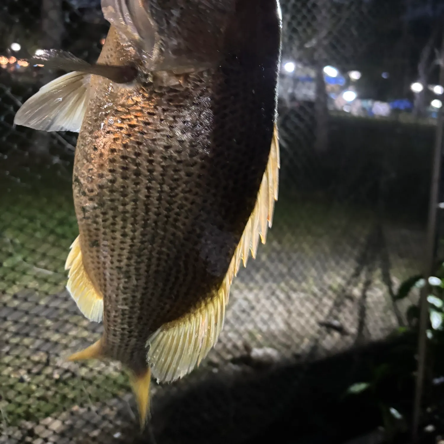 The most recent John's snapper catches on Fishbrain