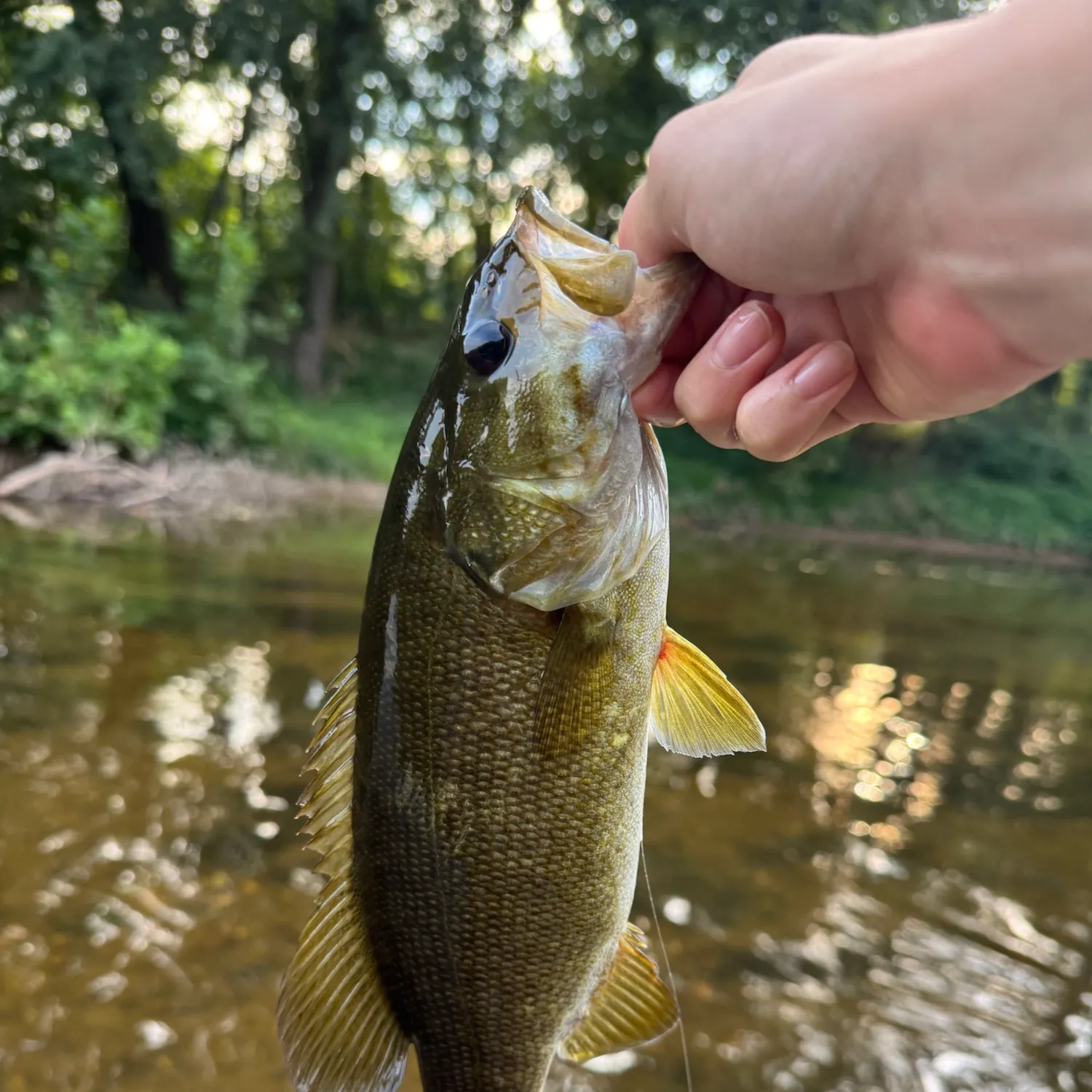 Smallmouth bass caught on Fishbrain