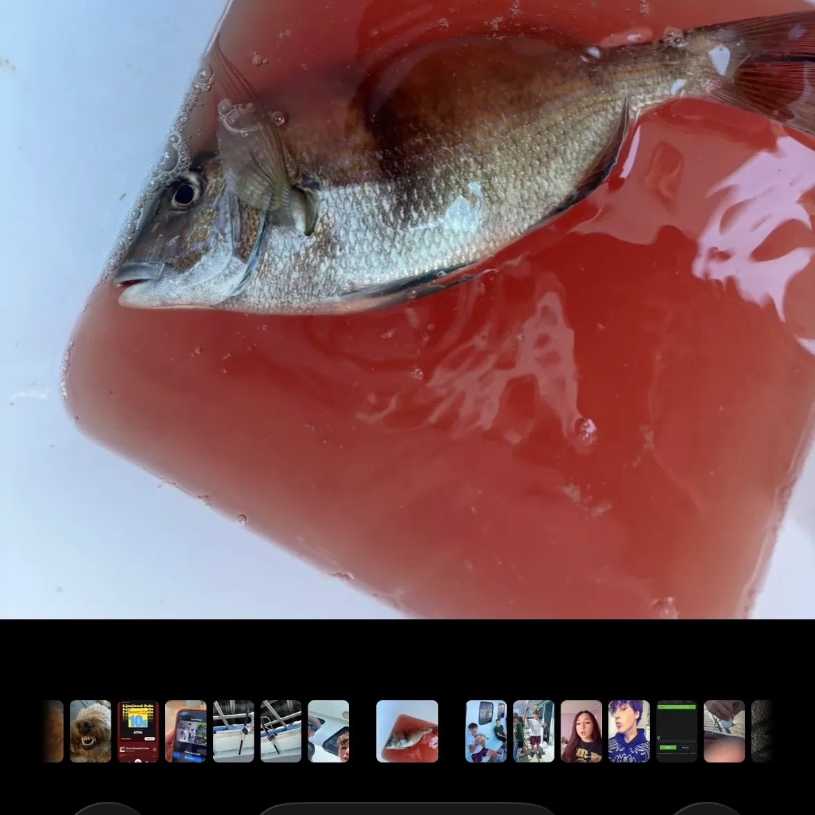 Pink dentex caught on Fishbrain