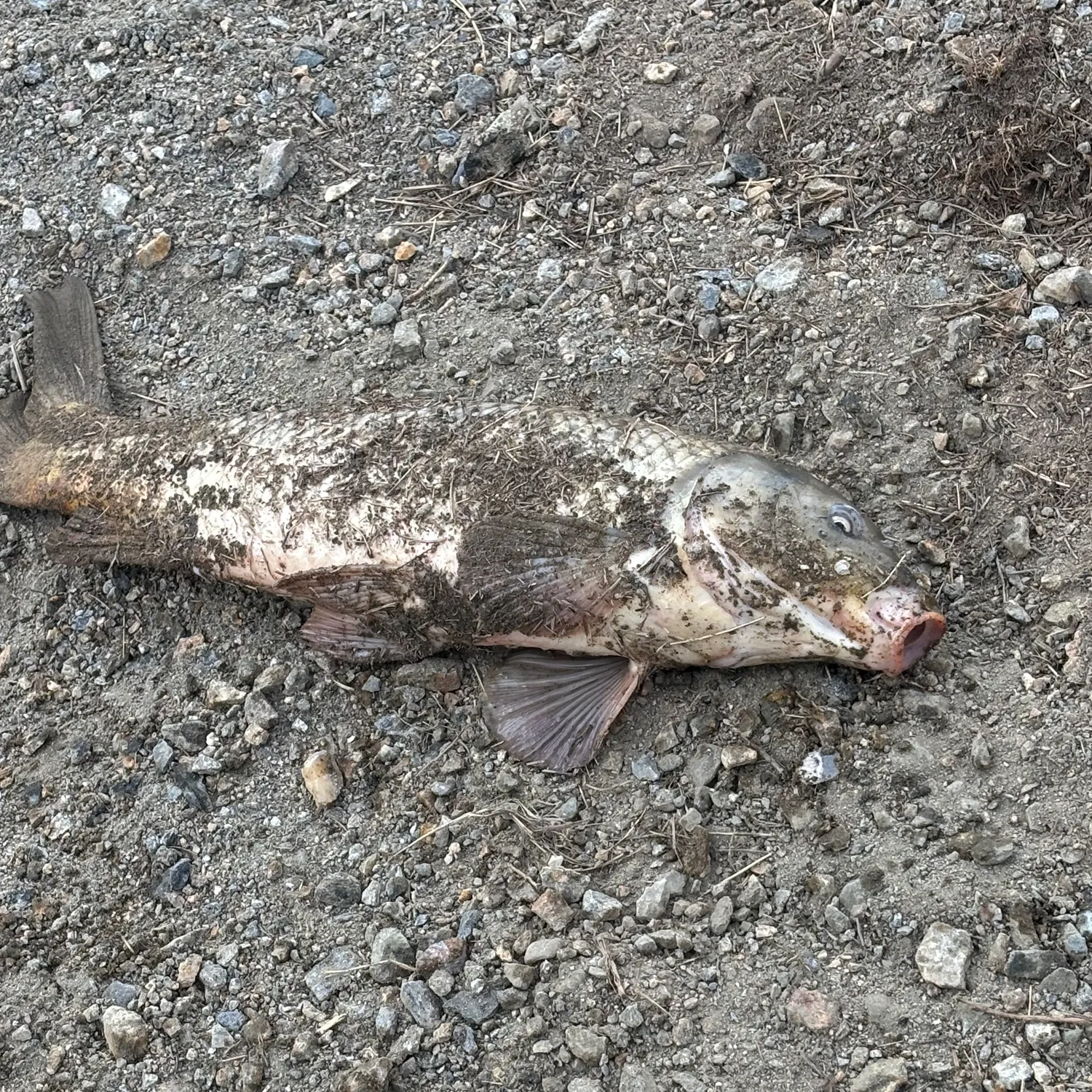 Common carp caught on Fishbrain