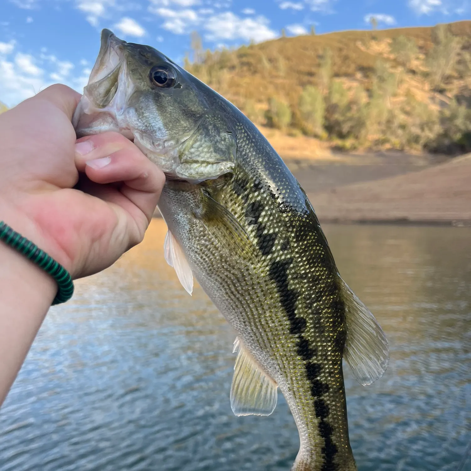 Spotted bass caught on Fishbrain