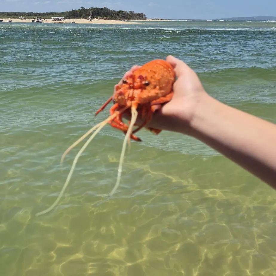 The most recent Southern rock lobster catches on Fishbrain