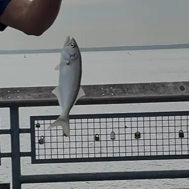 Bluefish caught on Fishbrain