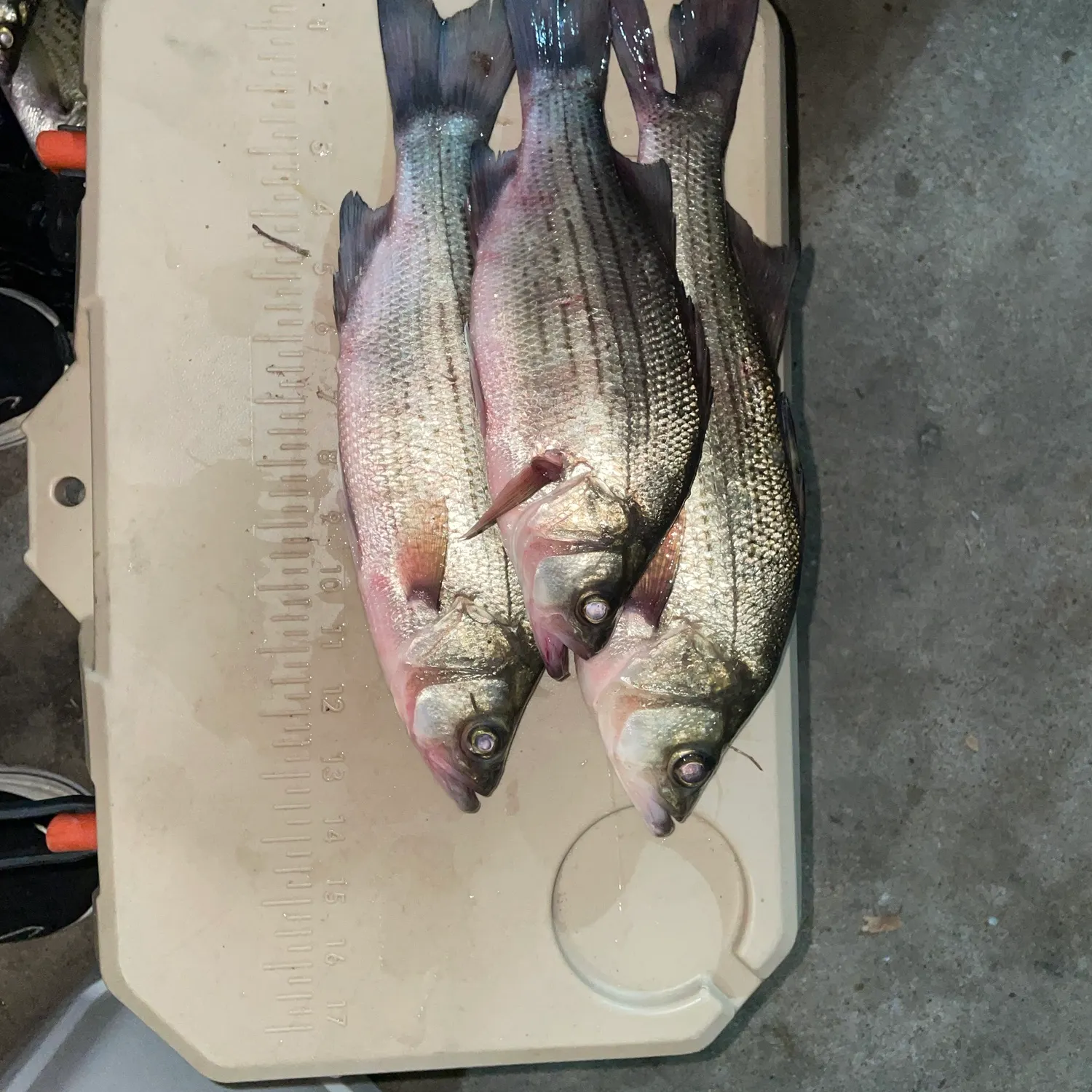 White bass caught on Fishbrain