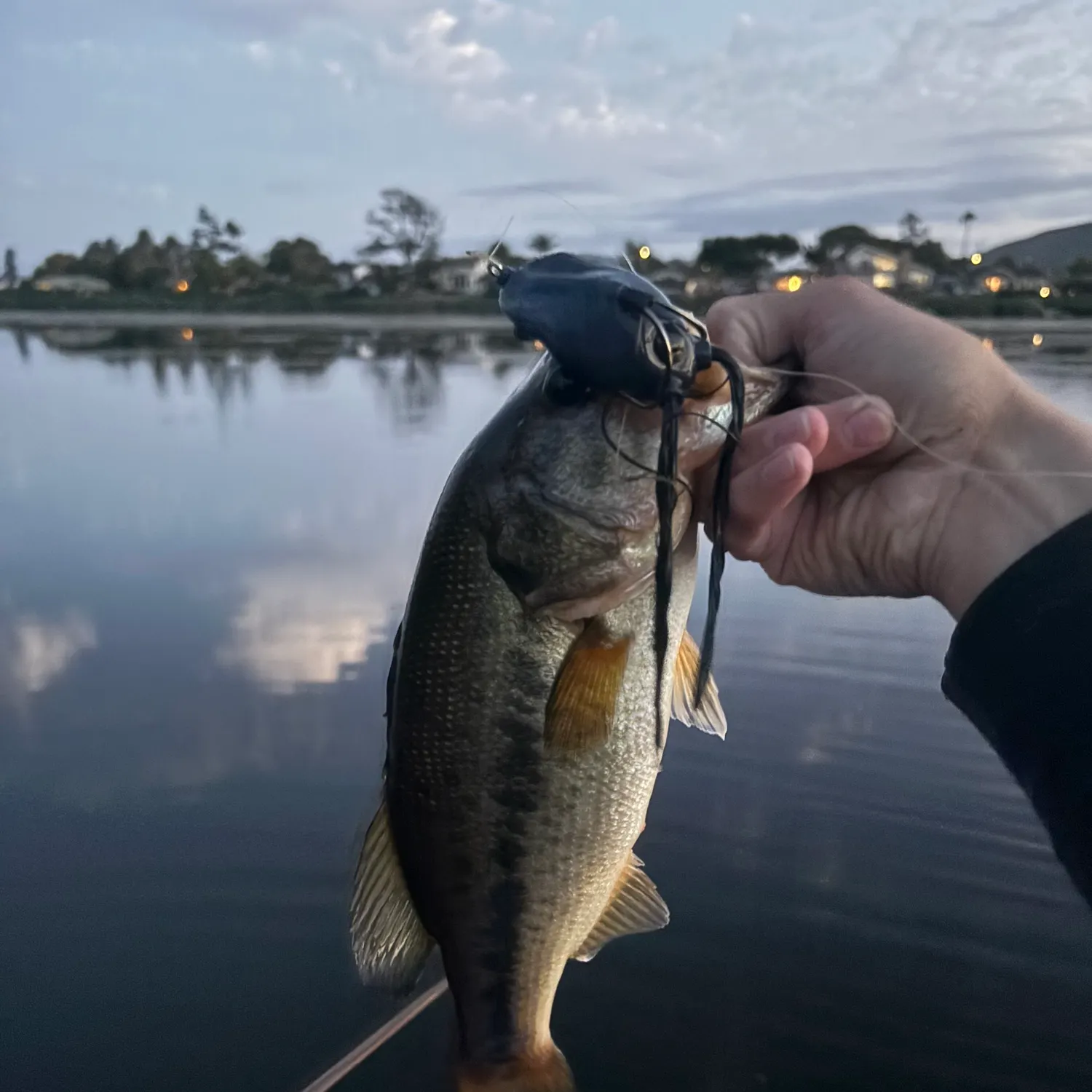 Largemouth bass caught on Fishbrain