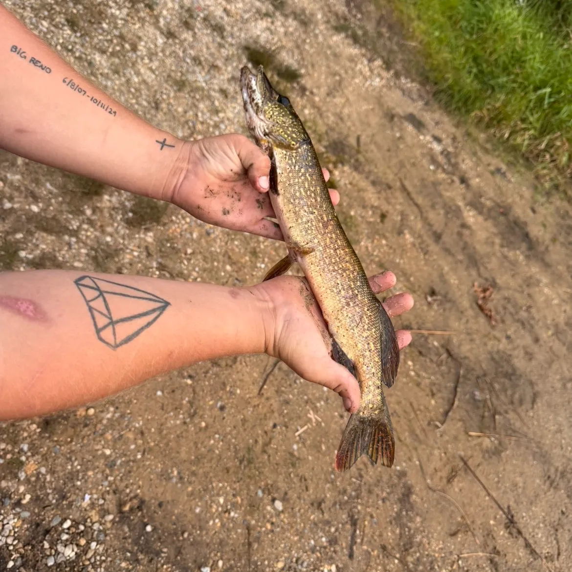 Northern pike caught on Fishbrain