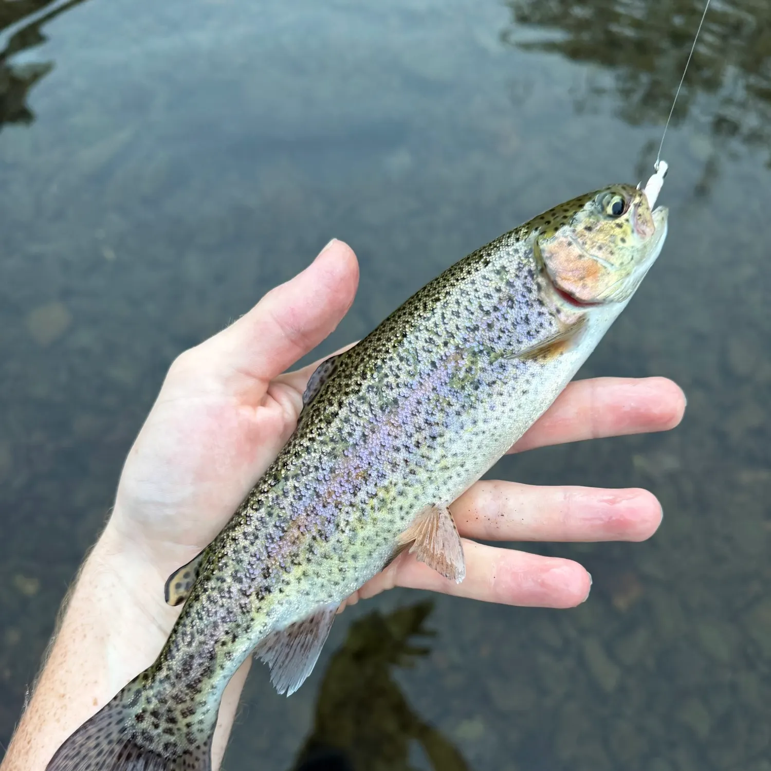 Rainbow trout caught on Fishbrain