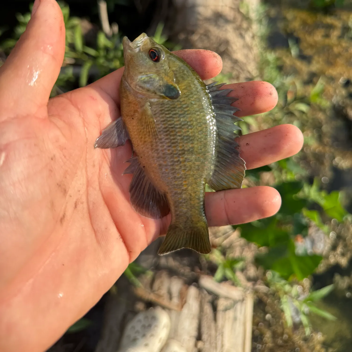 Redbreast sunfish caught on Fishbrain