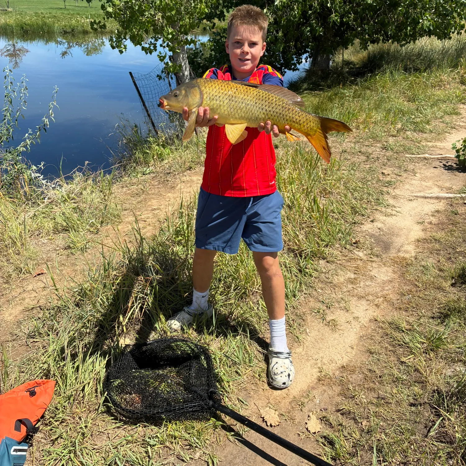 Common carp caught on Fishbrain