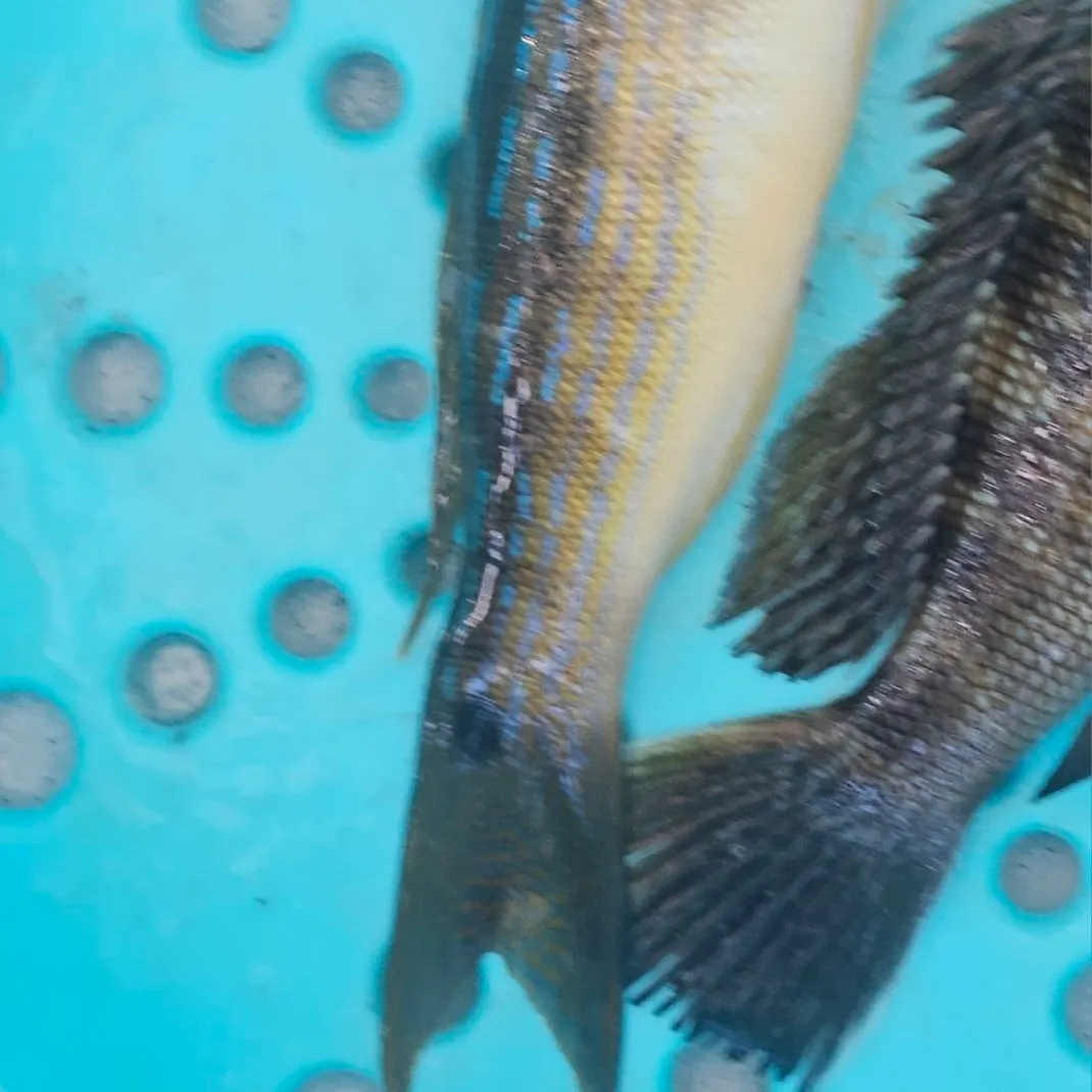 Fish caught on Fishbrain