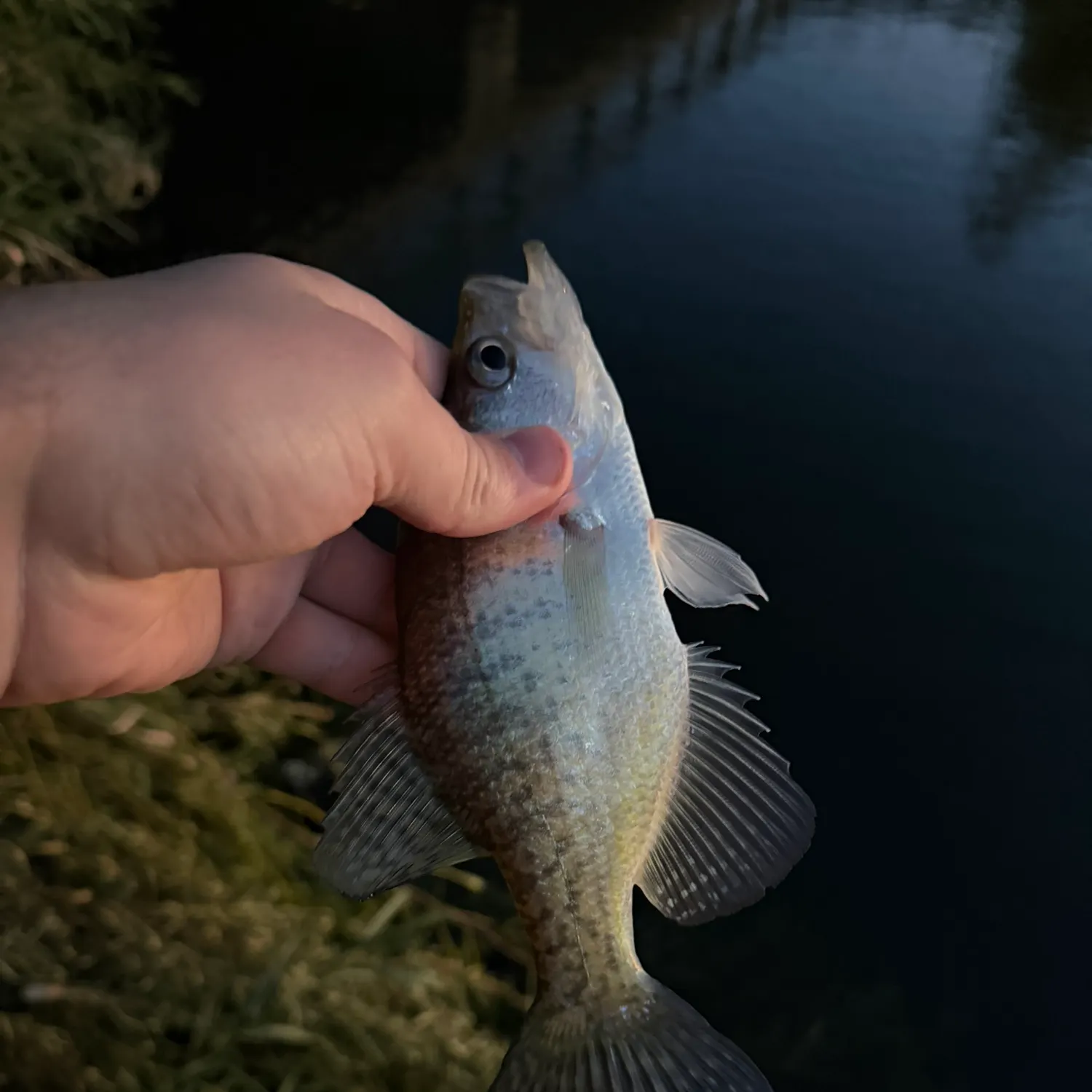 White crappie caught on Fishbrain