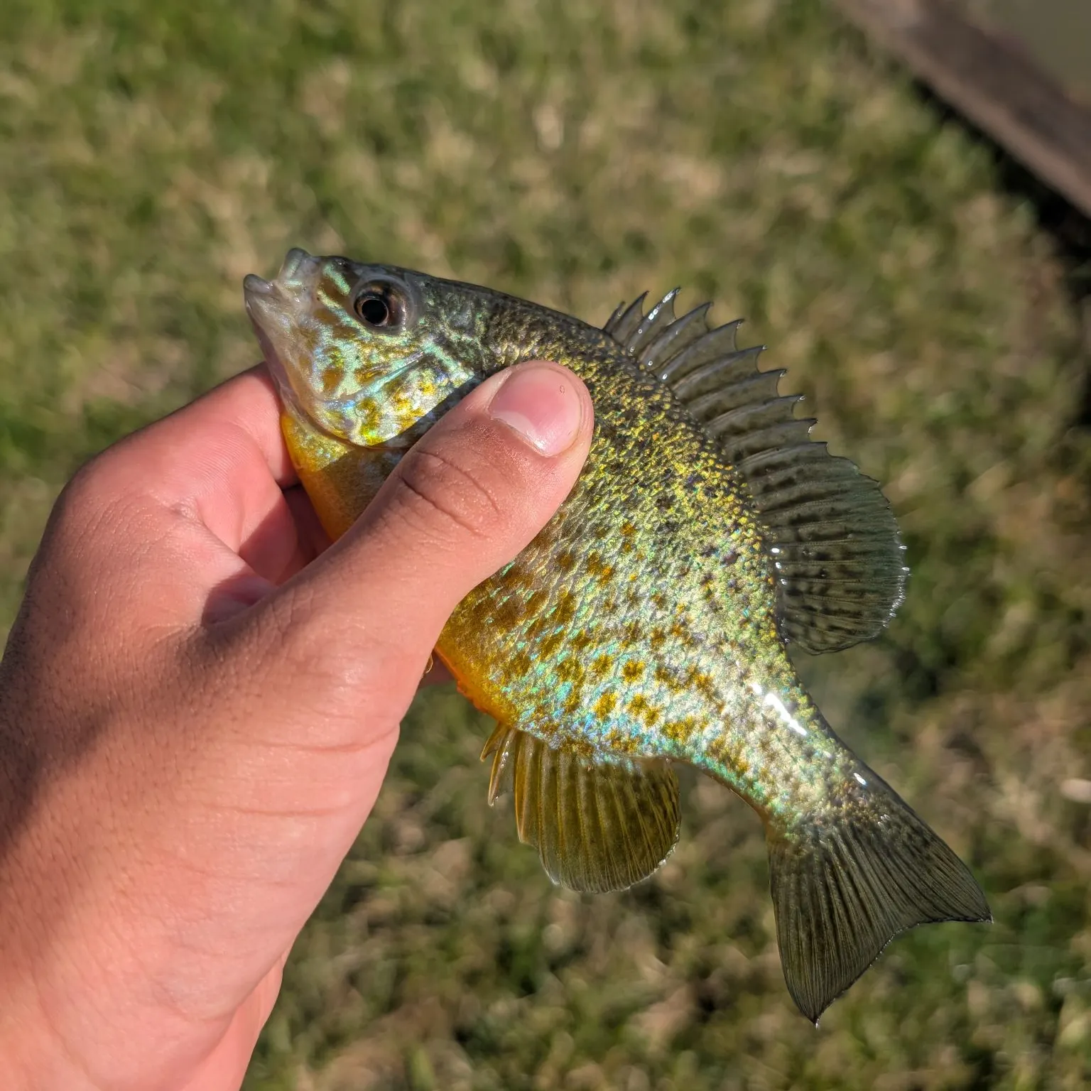 Pumpkinseed caught on Fishbrain
