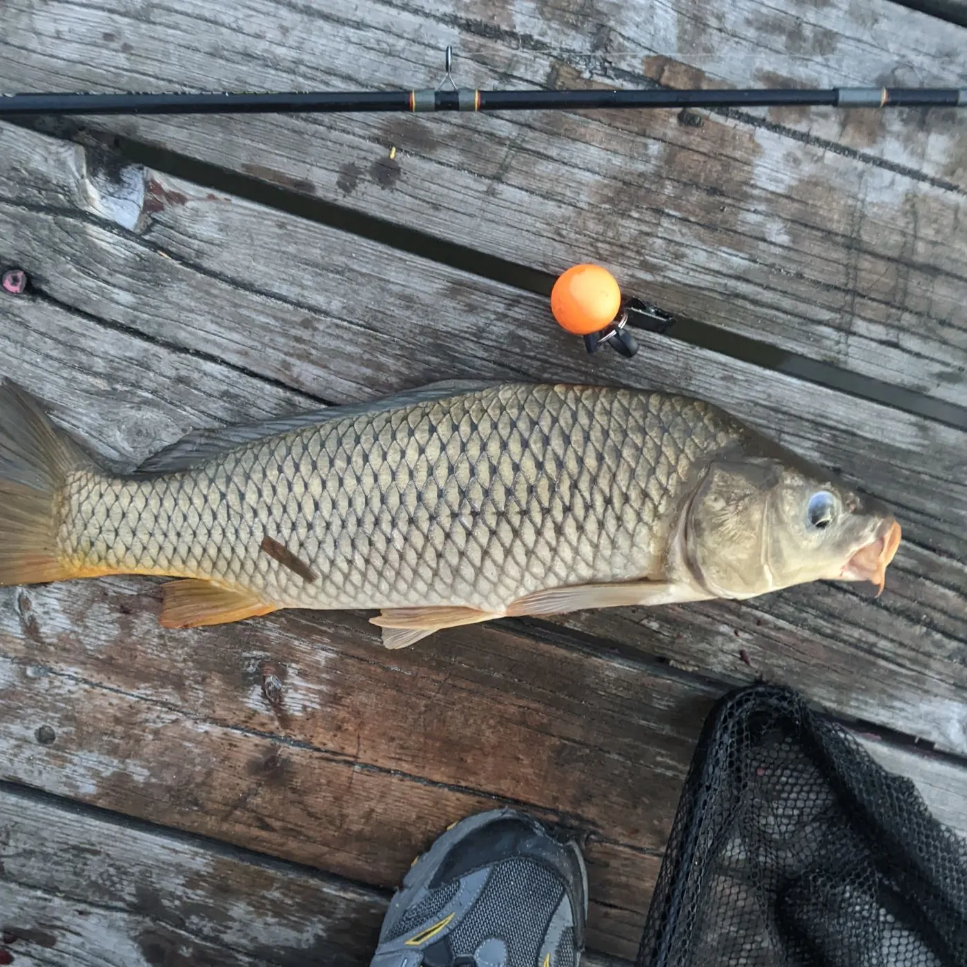 Common carp caught on Fishbrain