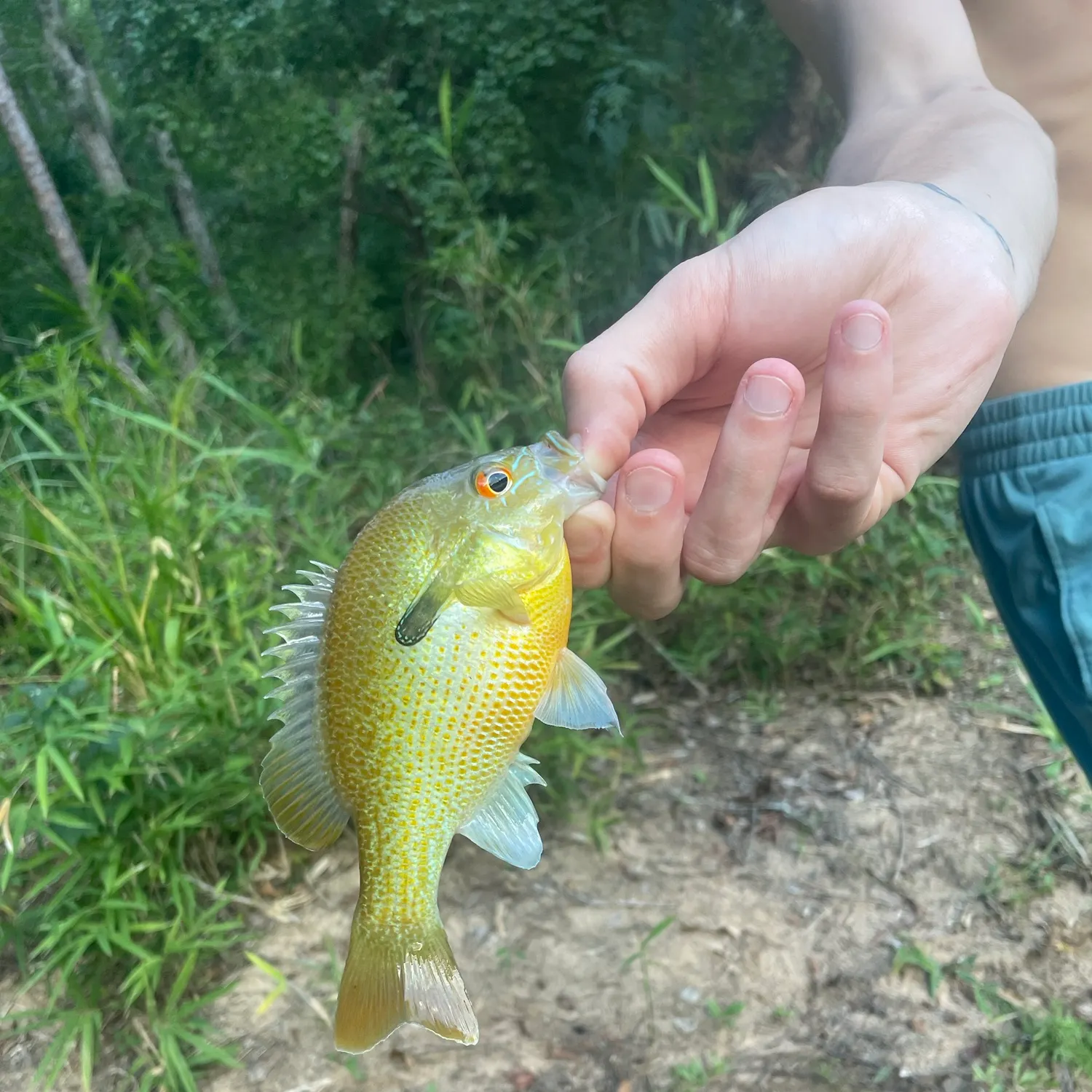 Redbreast sunfish caught on Fishbrain