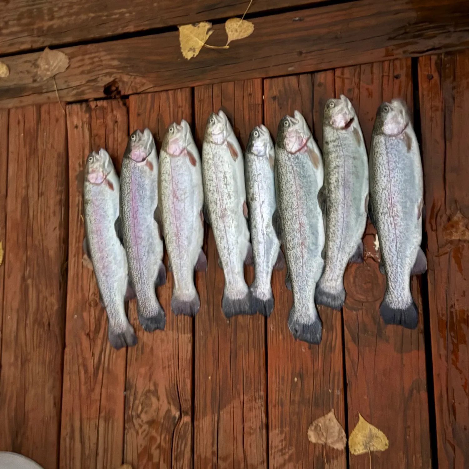 Rainbow trout caught on Fishbrain