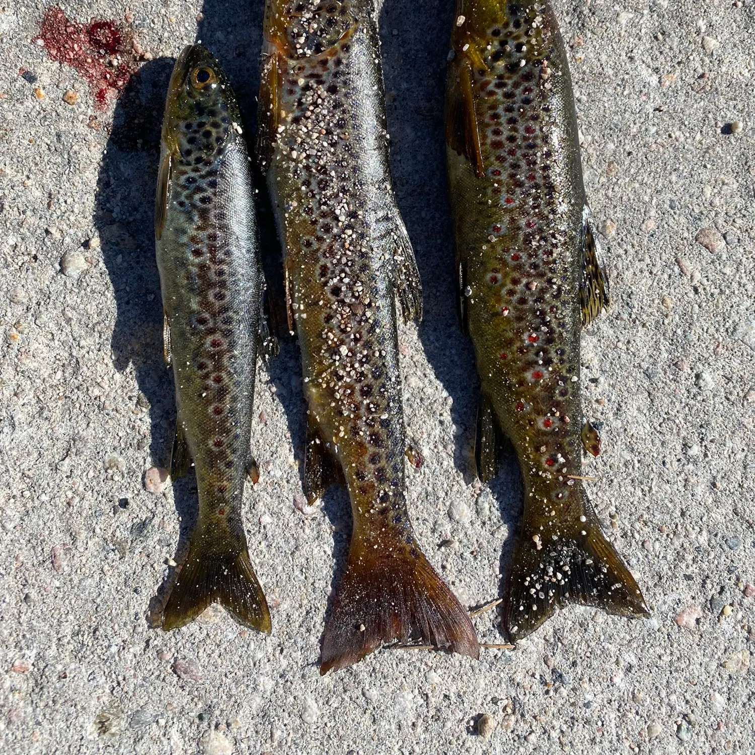 recently logged catches