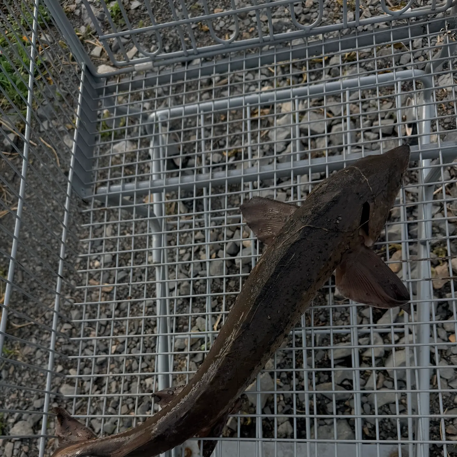 The most recent Alabama sturgeon catches on Fishbrain