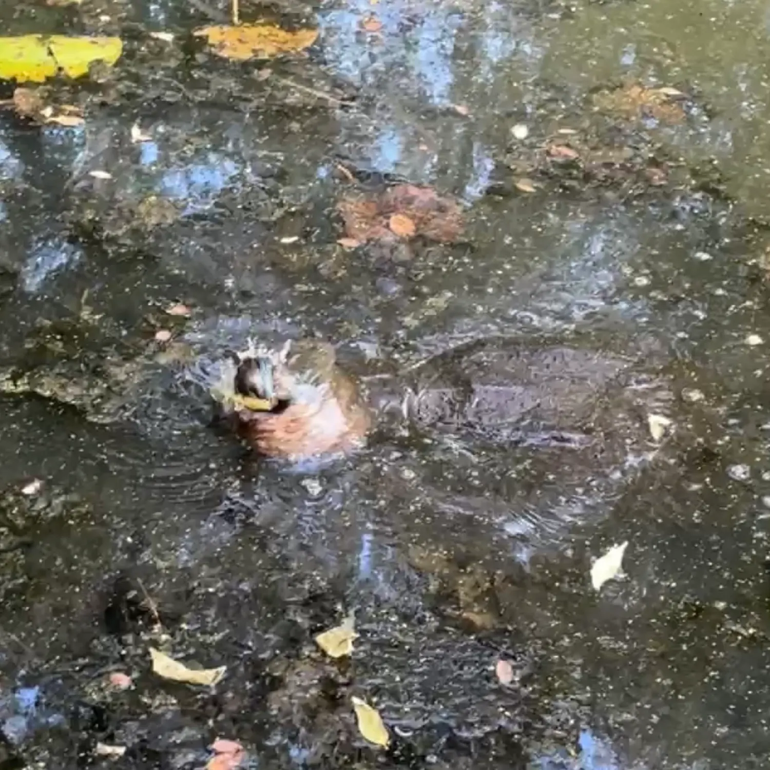 Common snapping turtle caught on Fishbrain