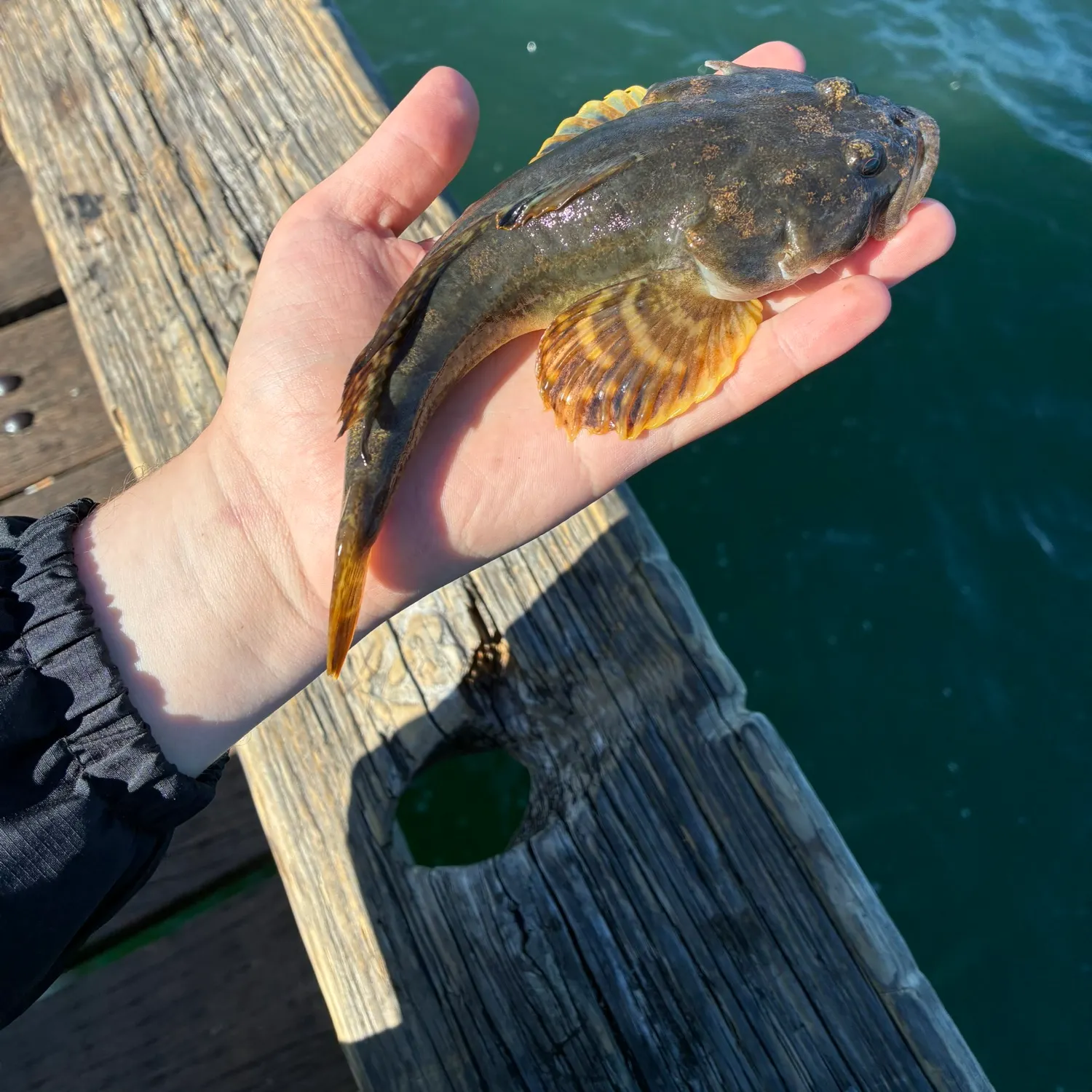 Pacific staghorn sculpin caught on Fishbrain