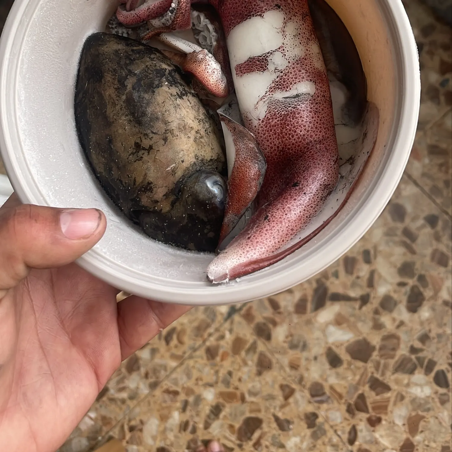The most recent Gould's squid catches on Fishbrain