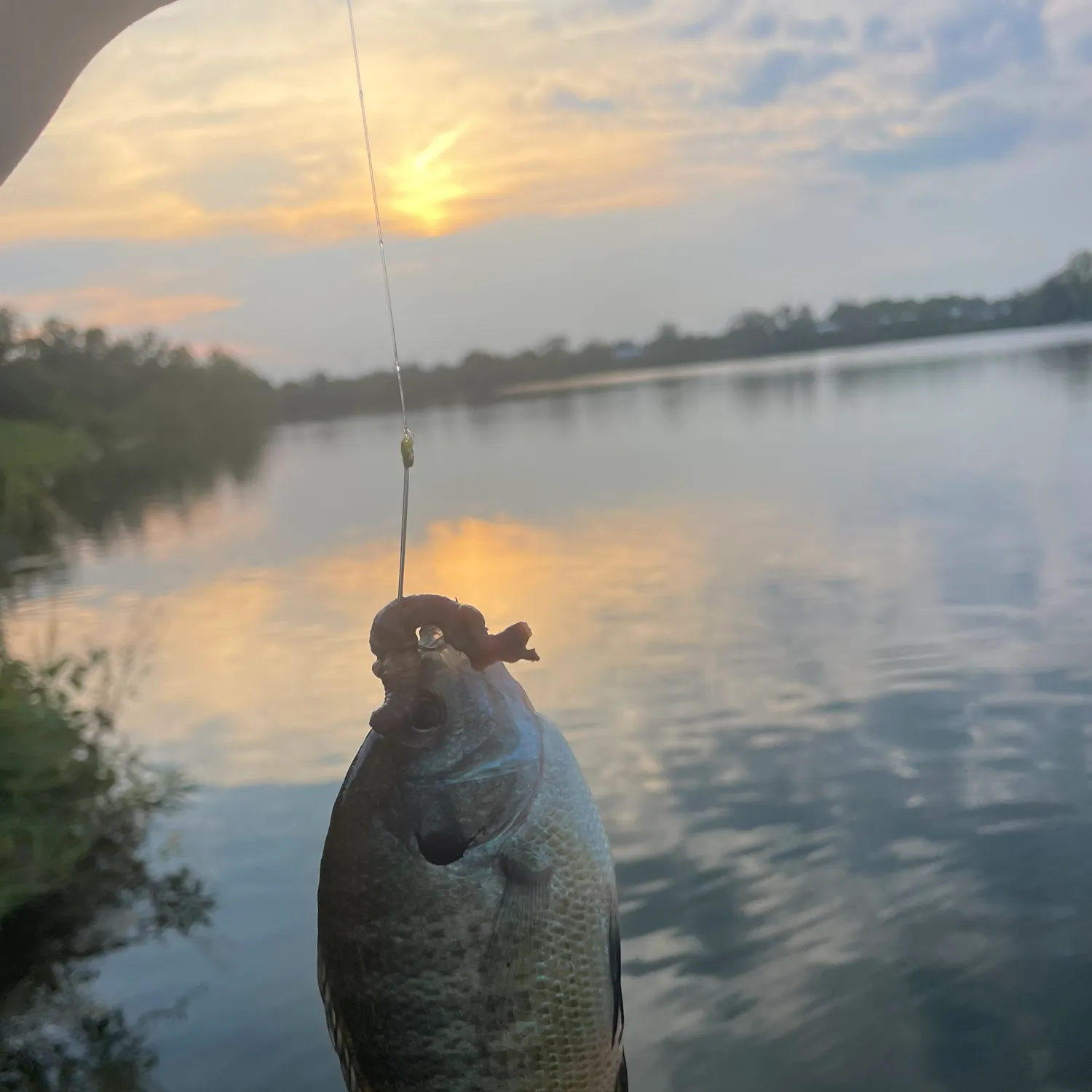Bluegill caught on Fishbrain
