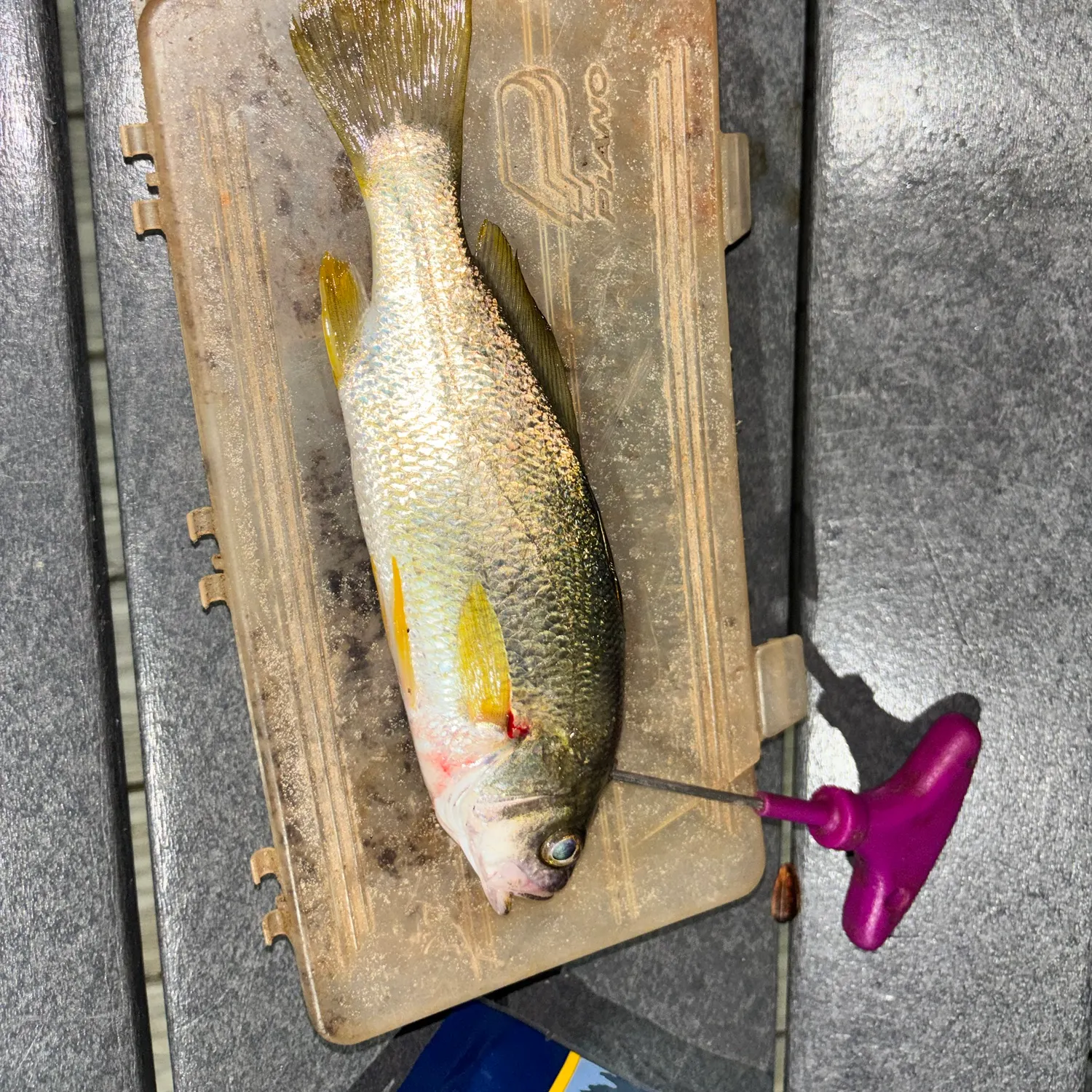Silver perch caught on Fishbrain