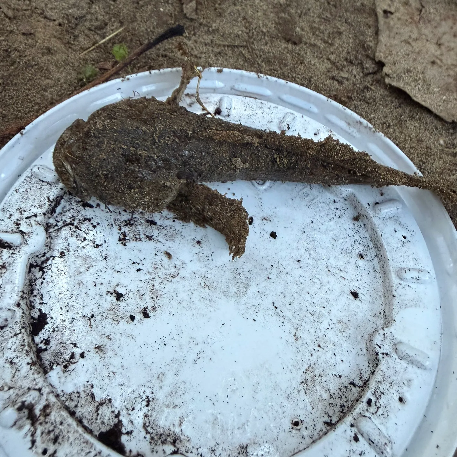 Mottled sculpin caught on Fishbrain