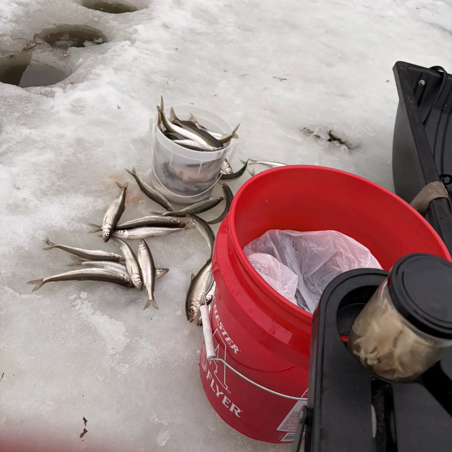 The most recent Atlantic rainbow smelt catches on Fishbrain